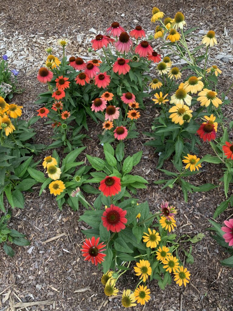 native plants wnc, gardening in asheville, asheville native plants, coneflower, echinacea