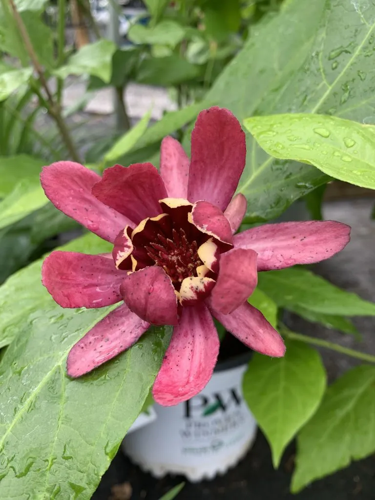 Aphrodite sweetshrub, calycanthus, shrubs in Asheville, asheville native shrubs