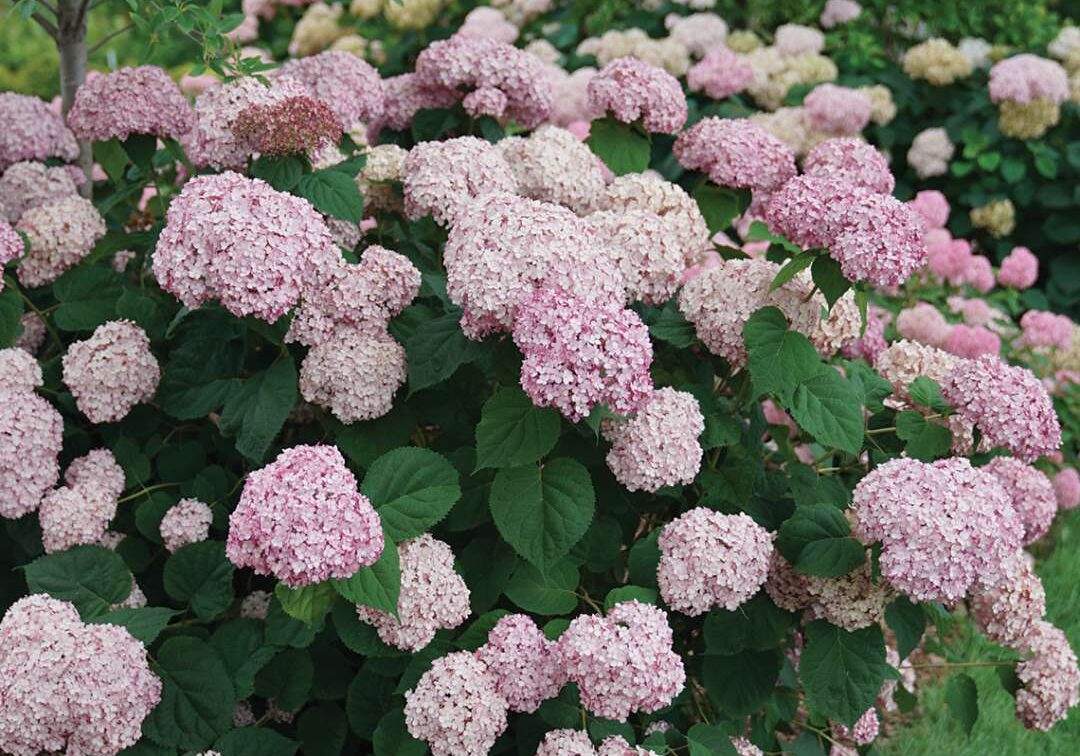 Hydrangea-Incrediball-Blush-2_1080_1080_60