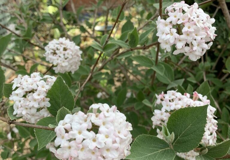 Fragrant Viburnum in Spring