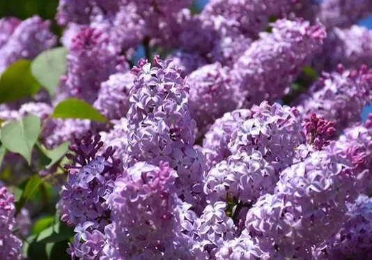 Old-Fashioned-Lilac