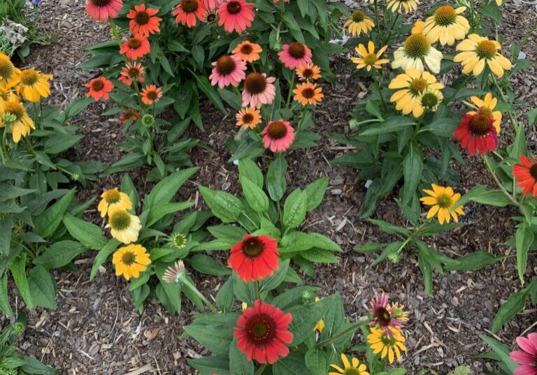 native plants wnc, gardening in asheville, asheville native plants, coneflower, echinacea