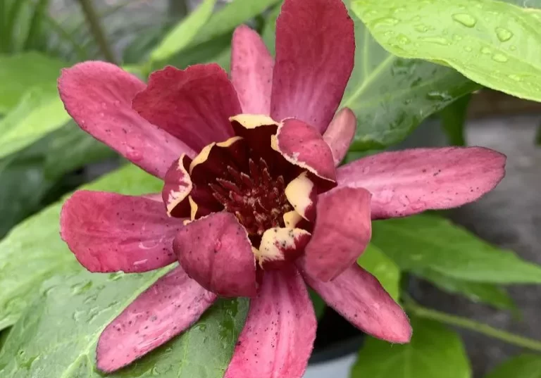 Aphrodite sweetshrub, calycanthus, shrubs in Asheville, asheville native shrubs