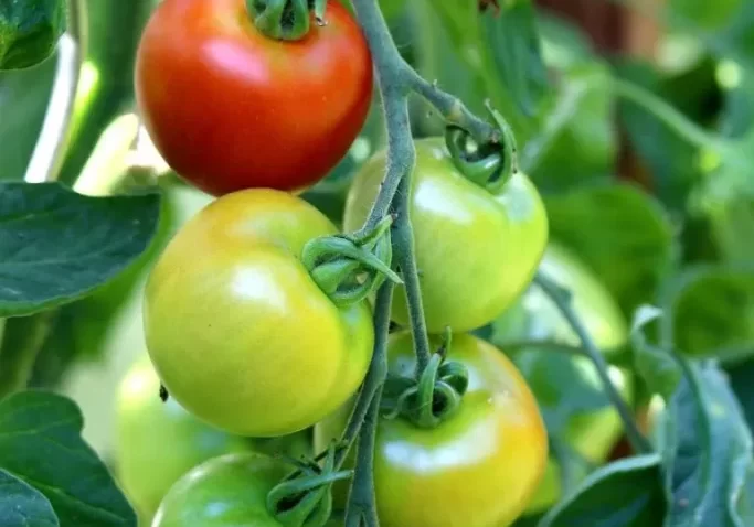 tomato